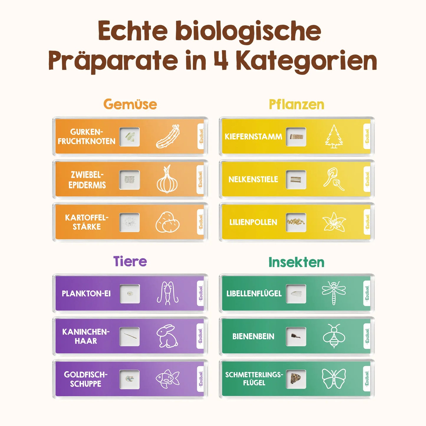 Objektträger für Mikroskop