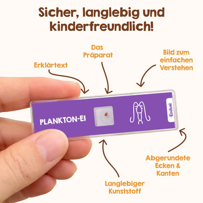 Objektträger für Mikroskop
