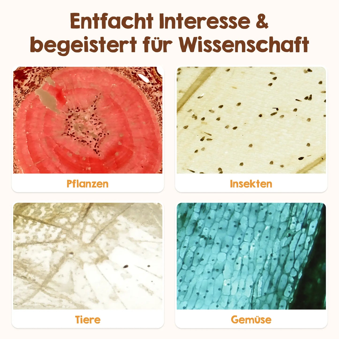 Objektträger für Mikroskop